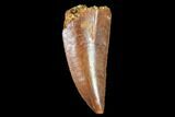Serrated, Raptor Tooth - Real Dinosaur Tooth #102388-1